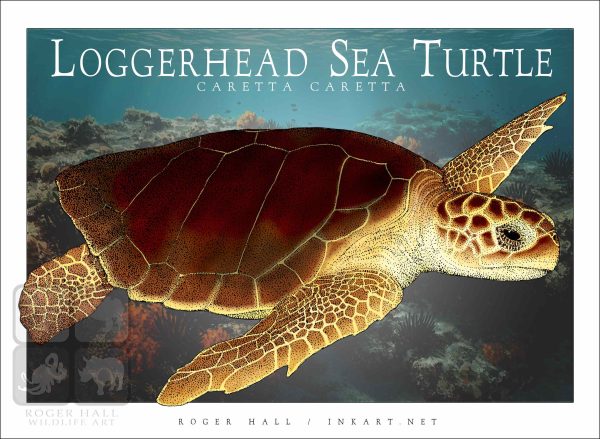 Loggerhead Sea Turtle - Unisex classic tee - Image 2