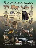 Poster design featuring various species of the Mammals of Los Angeles County