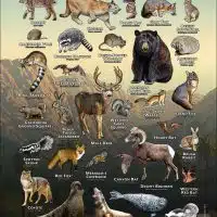 Poster design featuring various species of the Mammals of Los Angeles County