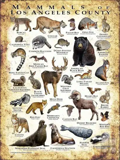Poster design featuring various species of the Mammals of Los Angeles County