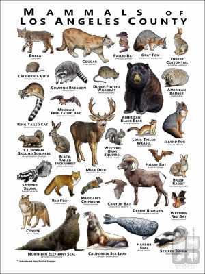 Poster design featuring various species of the Mammals of Los Angeles County