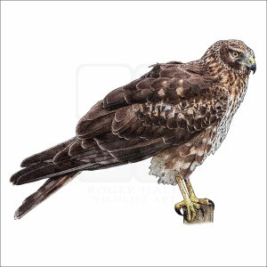 Northern Harrier drawing