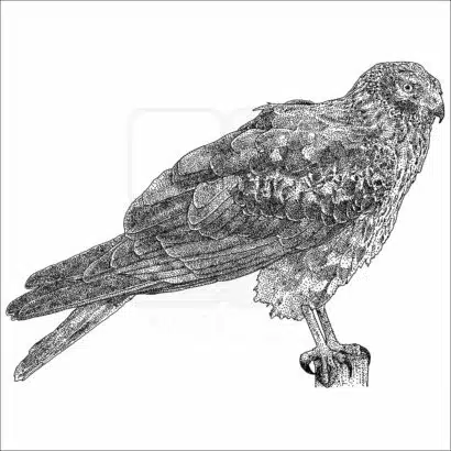 Northern Harrier - Signed Fine Art Print - Image 2