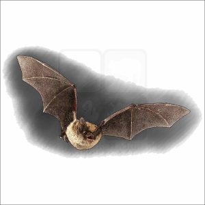 Northern Long-Eared Bat drawing