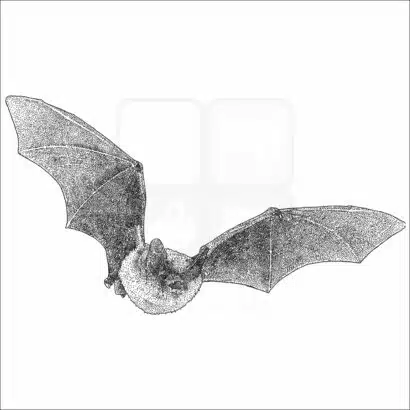 Northern Long-Eared Bat black and white drawing