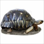 Radiated Tortoise illustration