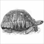 Radiated Tortoise - Signed Fine Art Print - Image 2