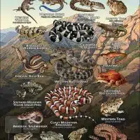 Poster design featuring various species of Reptiles & Amphibians of Los Angeles County