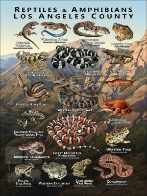 Poster design featuring various species of Reptiles & Amphibians of Los Angeles County