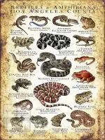 Reptiles & Amphibians of Los Angeles County Poster Print - Image 3