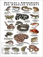 Reptiles & Amphibians of Los Angeles County Poster Print - Image 2