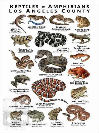 Reptiles & Amphibians of Los Angeles County Poster Print - Image 2