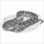 Reticulated Python - Signed Fine Art Print - Image 2