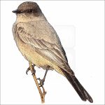 Say's Phoebe illustration