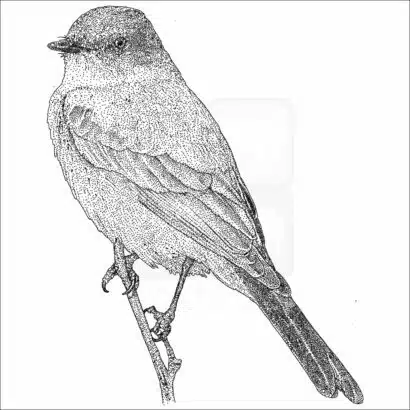 Say's Phoebe - Signed Fine Art Print - Image 2