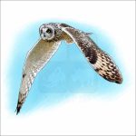 Short-Eared Owl illustration