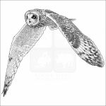 Short Eared Owl - Signed Fine Art Print - Image 2