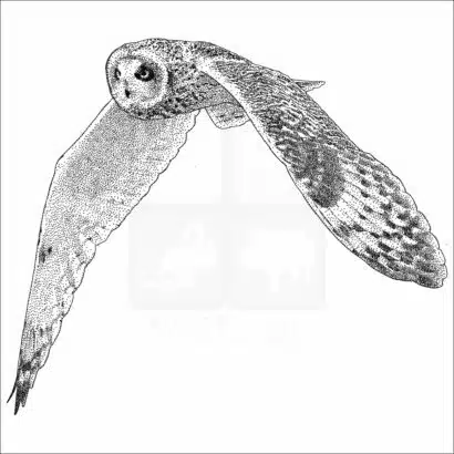 Short Eared Owl - Signed Fine Art Print - Image 2