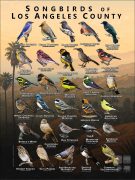 Songbirds of Los Angeles County, California poster print