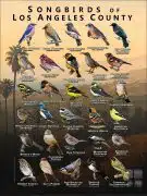 Songbirds of Los Angeles County, California poster print