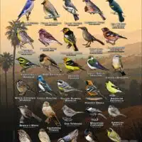 Songbirds of Los Angeles County, California poster print