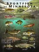 Poster design featuring various species of sportfish native to Minnesota