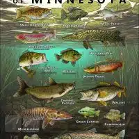 Poster design featuring various species of sportfish native to Minnesota