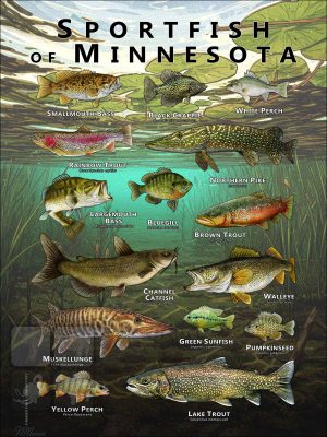 Poster design featuring various species of sportfish native to Minnesota