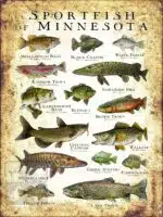 Sportfish of Minnesota Poster Print - Image 3