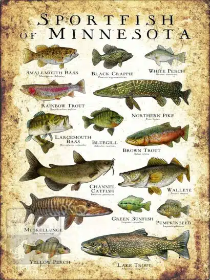 Sportfish of Minnesota Poster Print - Image 3