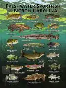 Poster design featuring various species of sportfish native to North Carolina