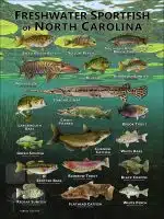 Poster design featuring various species of sportfish native to North Carolina