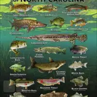 Poster design featuring various species of sportfish native to North Carolina