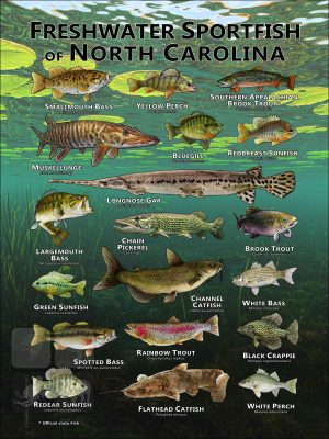Poster design featuring various species of sportfish native to North Carolina
