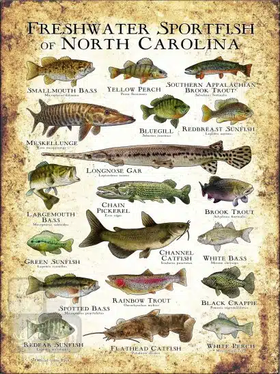 Freshwater Sportfish of North Carolina Poster Print - Image 3