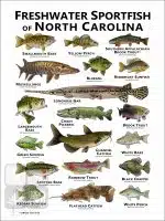 Freshwater Sportfish of North Carolina Poster Print - Image 2