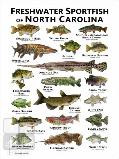 Freshwater Sportfish of North Carolina Poster Print - Image 2