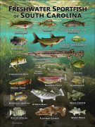 Poster design featuring various species of sportfish native to South Carolina