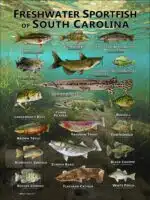 Poster design featuring various species of sportfish native to South Carolina