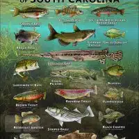 Poster design featuring various species of sportfish native to South Carolina