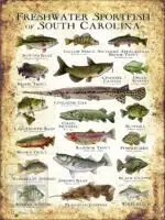 Freshwater Sportfish of South Carolina Poster Print - Image 3