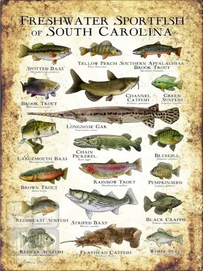 Freshwater Sportfish of South Carolina Poster Print - Image 3