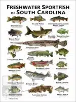 Freshwater Sportfish of South Carolina Poster Print - Image 2