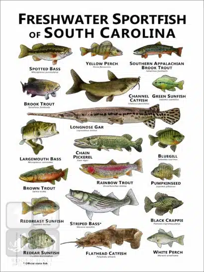 Freshwater Sportfish of South Carolina Poster Print - Image 2