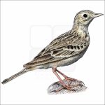 Sprague's Pipit illustration