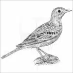Sprague's Pipit - Signed Fine Art Print - Image 2