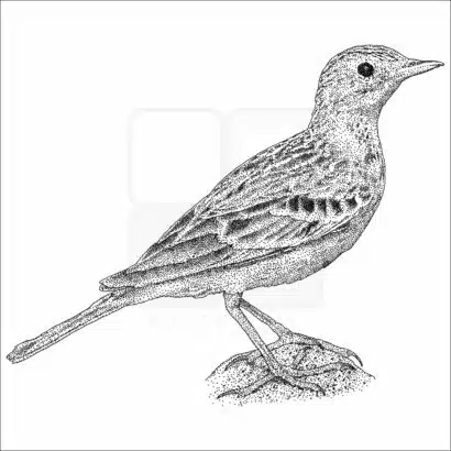 Sprague's Pipit - Signed Fine Art Print - Image 2