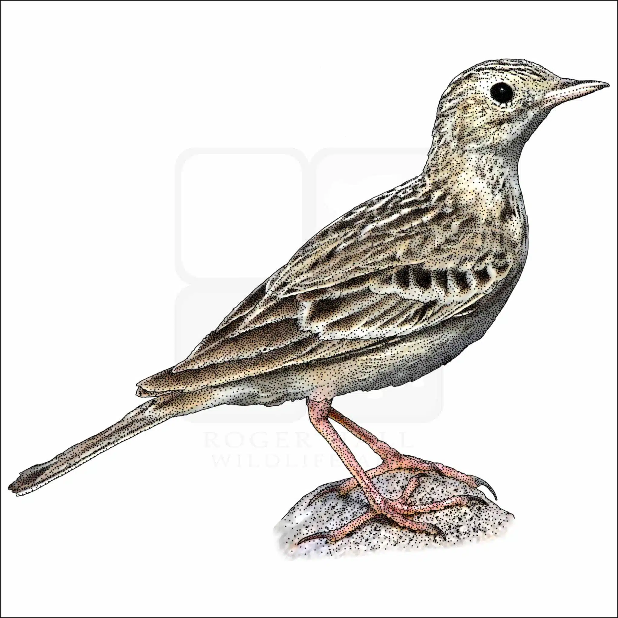 Sprague's Pipit Sprague's Pipit illustration