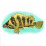 Tree Rockfish drawing