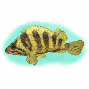 Tree Rockfish drawing